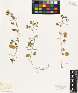 Medicago orbicularis