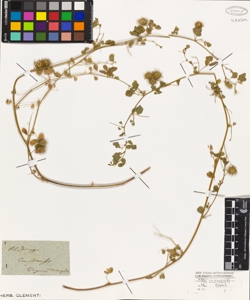 Medicago carstiensis