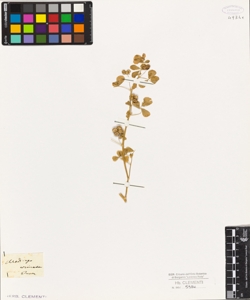 Medicago circinnata
