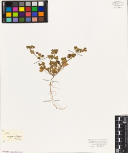 Medicago myriolepis Tenore