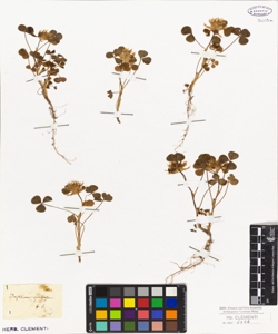 Trifolium spumosum