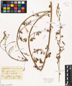 Melilotus vulgaris W.