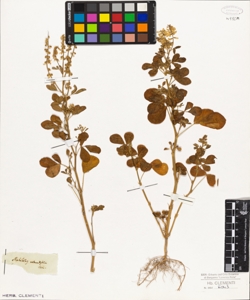 Melilotus rotundifolia