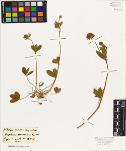 Trifolium montanum L.