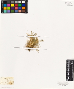 Astragalus echinatus