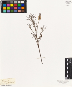 Indigofera psoraloides