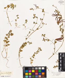 Lotus ornithopodioides Linn.