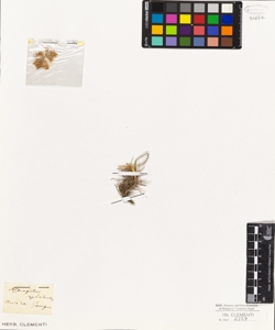 Astragalus cephalanthus