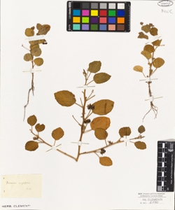 Psoralea corylifolia