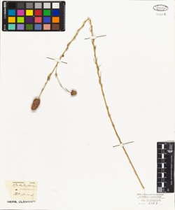 Petalostemon violaceus