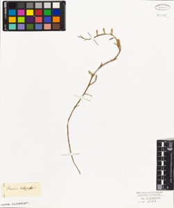 Psoralea lathyrifolia