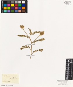 Astragalus epiglottis