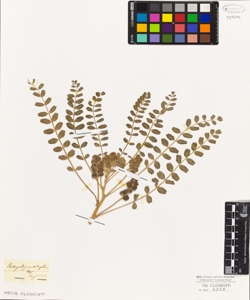 Astragalus contortuplicatus