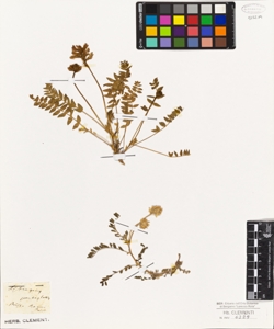 Astragalus echinatus