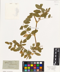 Astragalus glycyphyllos