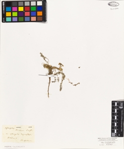 Astragalus depressus
