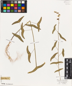 Hedysarum vespertilionis