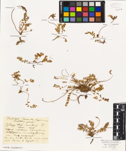 Astragalus montanus L.