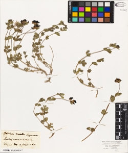 Lotus corniculatus L.