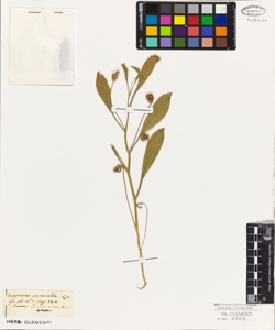 Scorpiurus vermiculata Lin.