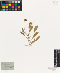 Scorpiurus vermiculata