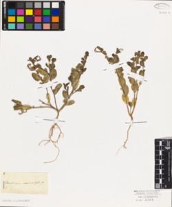 Ornithopus scorpioides L.