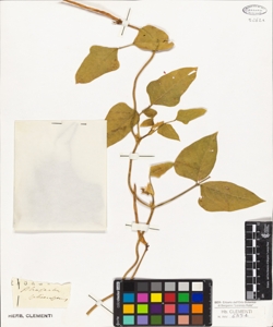 Phaseolus sphaerospermus