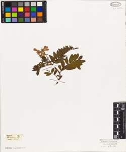 Hedysarum alpinum L.