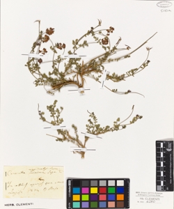 Coronilla vaginalis Lam.