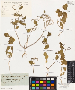 Ornithopus scorpioides L.W.