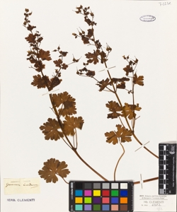 Geranium lucidum