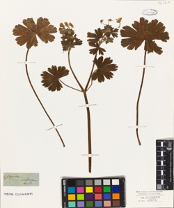 Geranium umbrosum