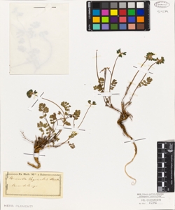 Coronilla vaginalis Lamk.