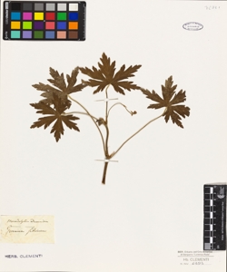 Geranium sibiricum
