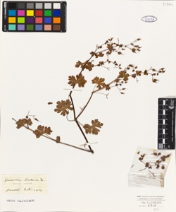 Geranium lucidum L.