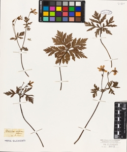 Geranium anemonaefolium