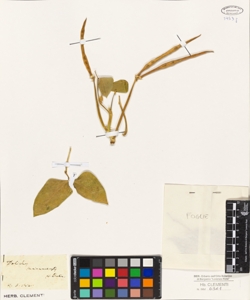 Dolichos surinamensis