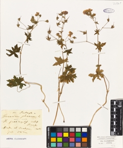 Geranium phaeum L.