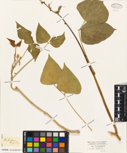 Dolichos benghalensis