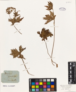 Geranium pratense