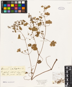 Geranium rotundifolium L. L.