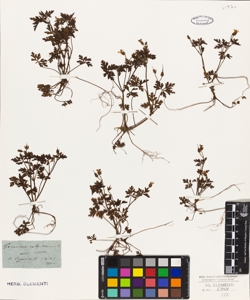 Geranium robertianum L.