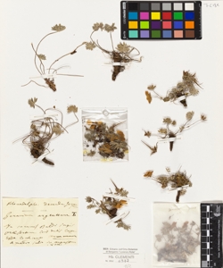 Geranium argenteum L.