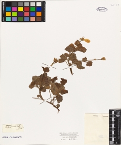 Pelargonium difforme Sweet.