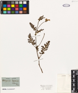 Pelargonium lacerum Jacq.