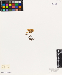 Pelargonium robinsoni Sweet,