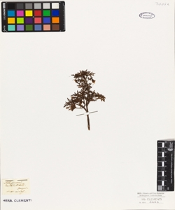 Pelargonium denticulatum Jacq.