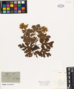 Pelargonium quercifolium Aiton