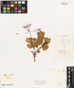 Pelargonium pumilum Willd.