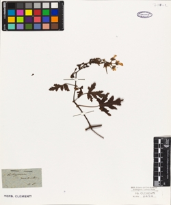 Pelargonium denticulatum